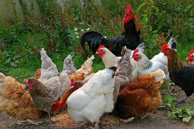 INFLUENZA AVIARIA: CONFERMA DI UN ULTERIORE FOCOLAIO DI HPAI H5N1 IN UN ALLEVAMENTO TACCHINI DA CARNE IN PROVINCIA DI VERONA - COMUNE DI MINERBE