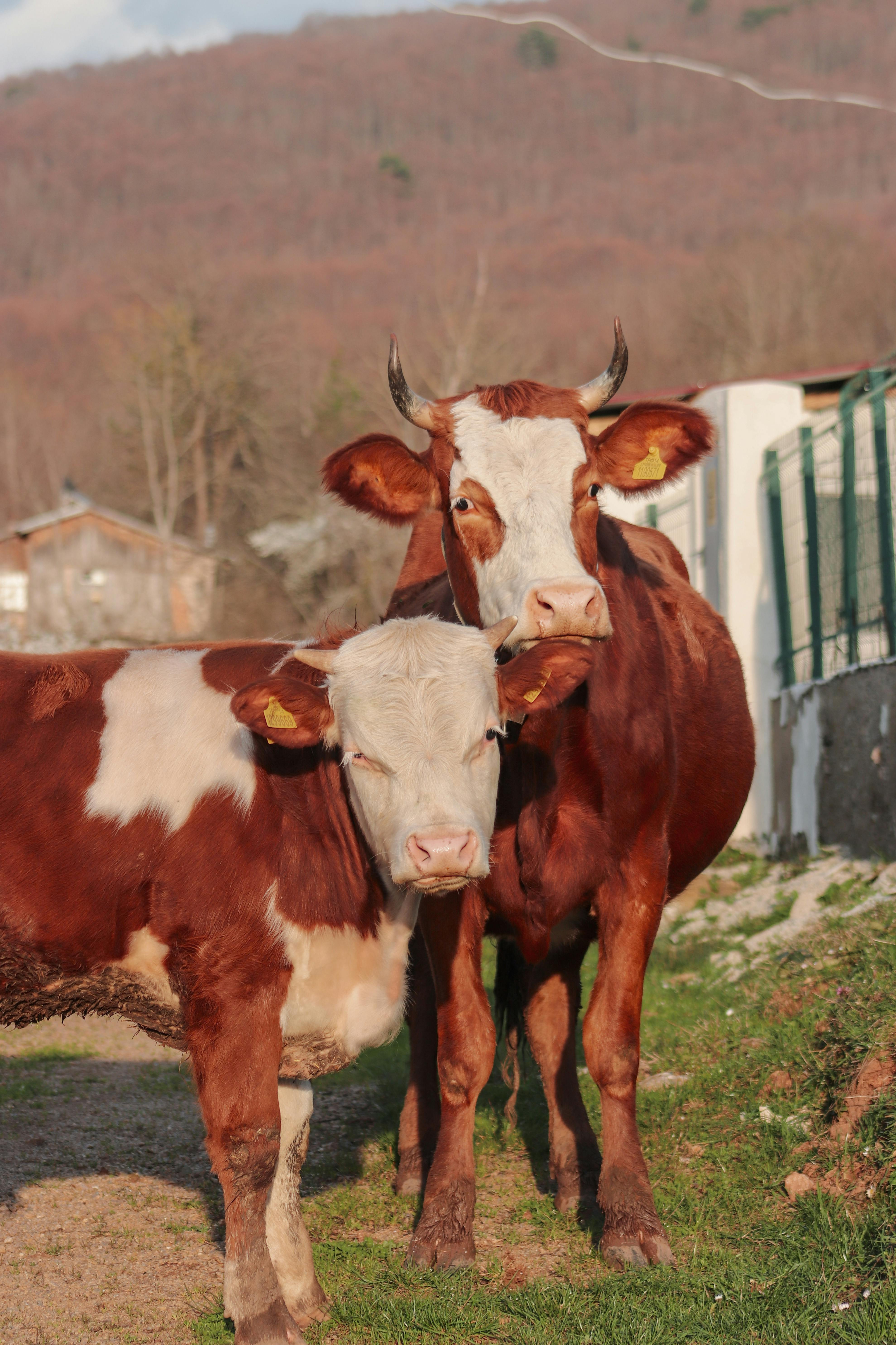 PAC. DOMANDA UNICA 2025: AGEA PUBBLICA CIRCOLARE RECANTE AGGIORNAMENTI RELATIVI AI SALDI DEI PAGAMENTI DEGLI INTERVENTI CONNESSI AL SETTORE ZOOTECNICO