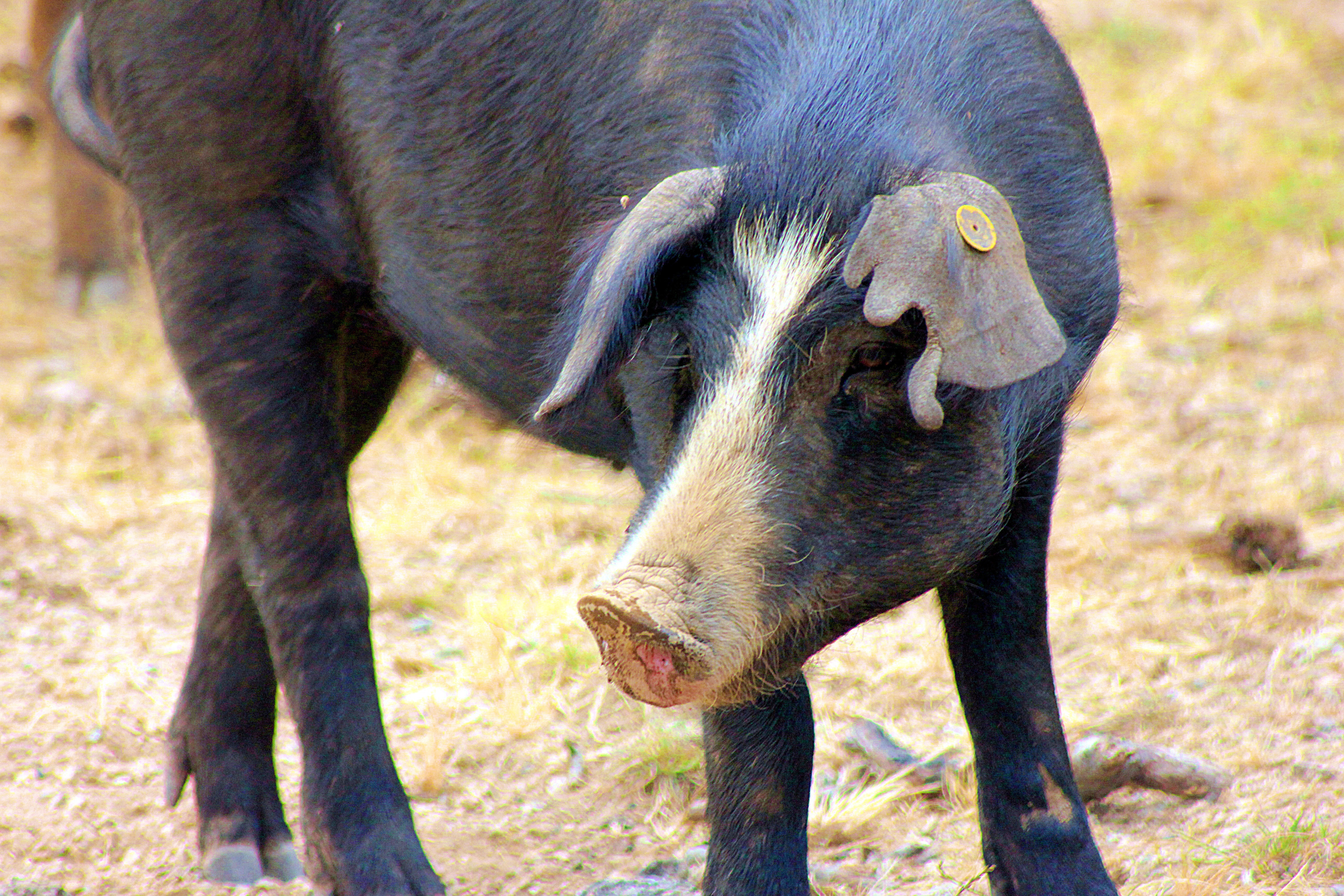 PESTE SUINA AFRICANA - NUOVO FOCOLAIO IN UN ALLEVAMENTO IN PROVINCIA DI ALESSANDRIA