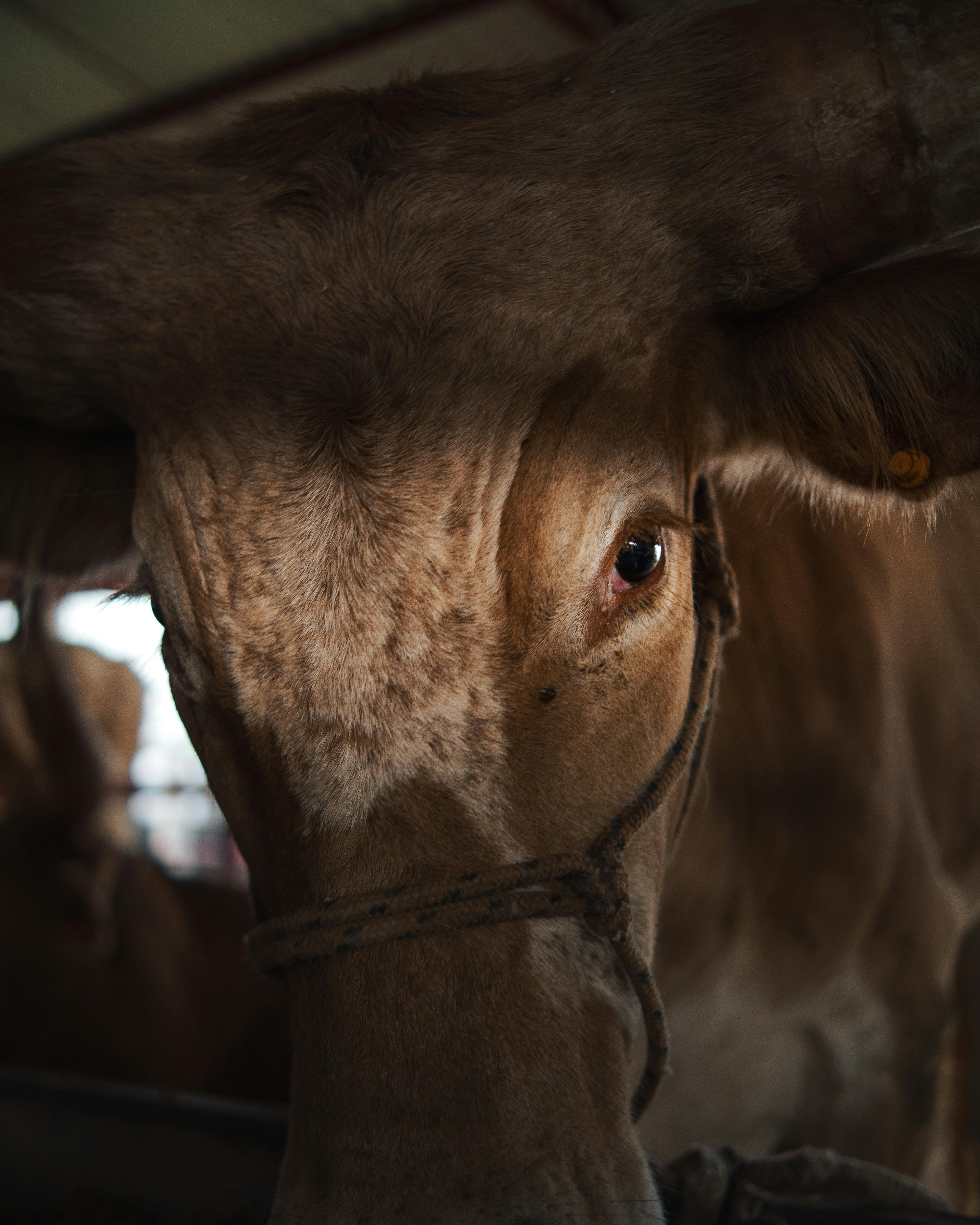 FONDO PER LA SOVRANIT&Agrave; ALIMENTARE-CAMPAGNA 2025: AGEA PROROGA AL 25 MAGGIO 2026 IL TERMINE ULTIMO DI PRESENTAZIONE DELLE DOMANDE DI AIUTO RISERVATE ALLA LINEA VACCA-VITELLO E ALLE CARNI BOVINE SQNZ e IGP
