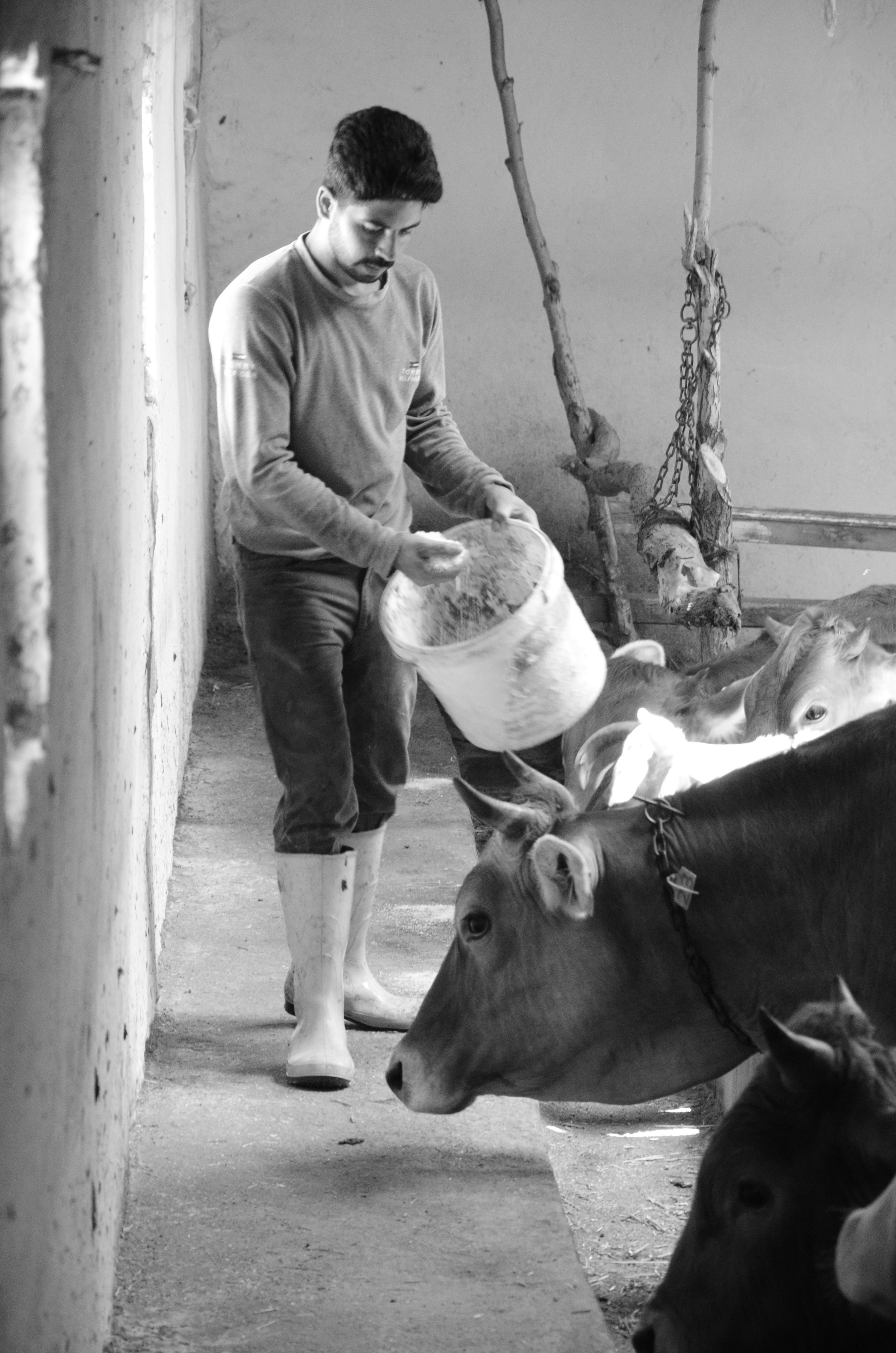 DEFINIZIONE "GIOVANE AGRICOLTORE": AGEA ILLUSTRA GLI AGGIORNAMENTI OPERATI AL SISTEMA SIAN IN VIRT&Ugrave; DELLE MODIFICHE INTRODOTTE IN MATERIA CON IL DM PROT.90628 del 22.12.2025