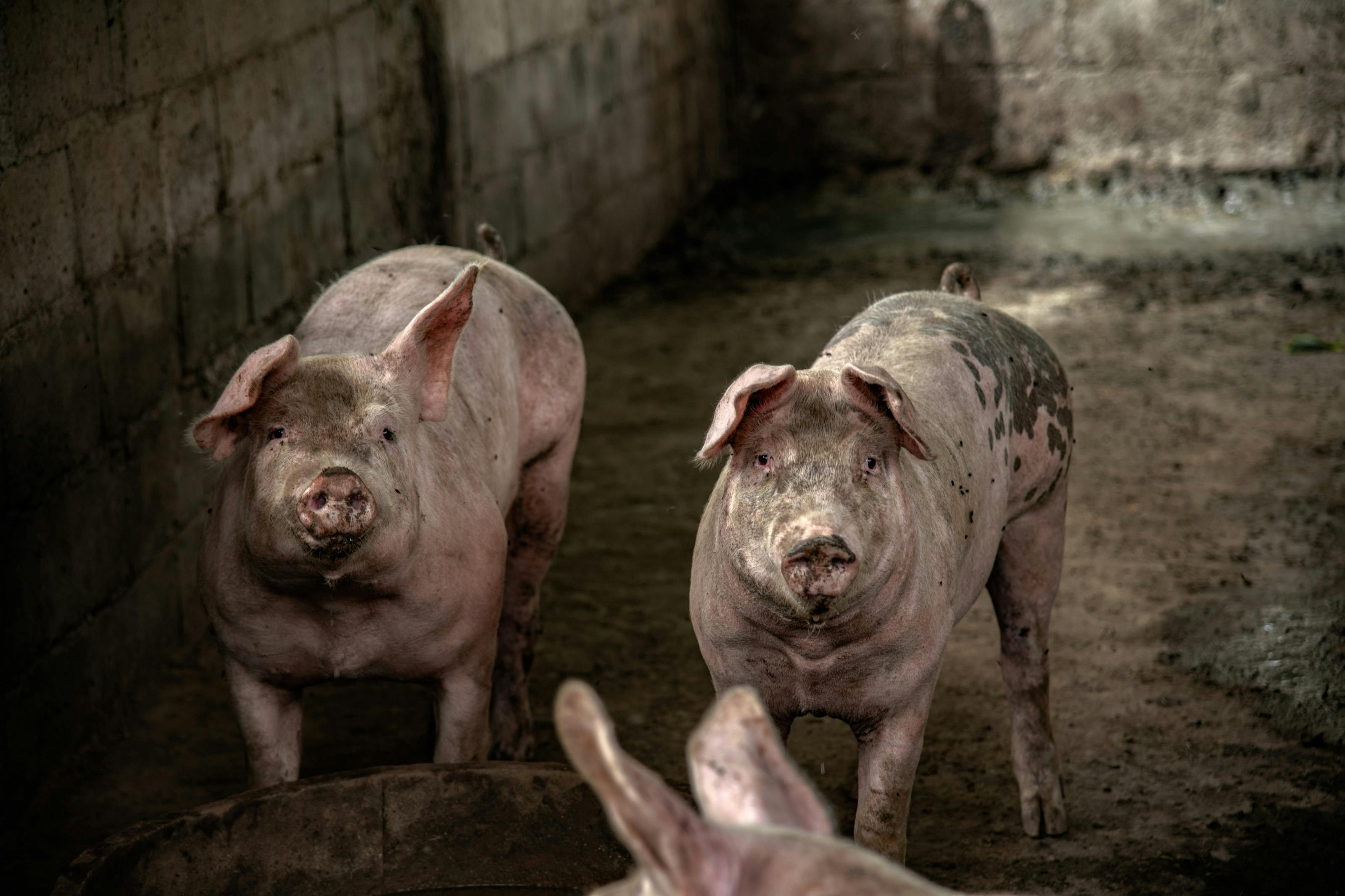 PROSCIUTTO DI MODENA DOP: MASAF PUBBLICA DECRETO CON MODIFICA ORDINARIA AL CORRISPETTIVO DISCIPLINARE DI PRODUZIONE