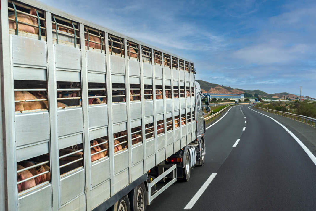 TRASPORTO DEGLI ANIMALI VERSO IL MACELLO: SINTESI DELLE NORME E REQUISITI DI BENESSERE