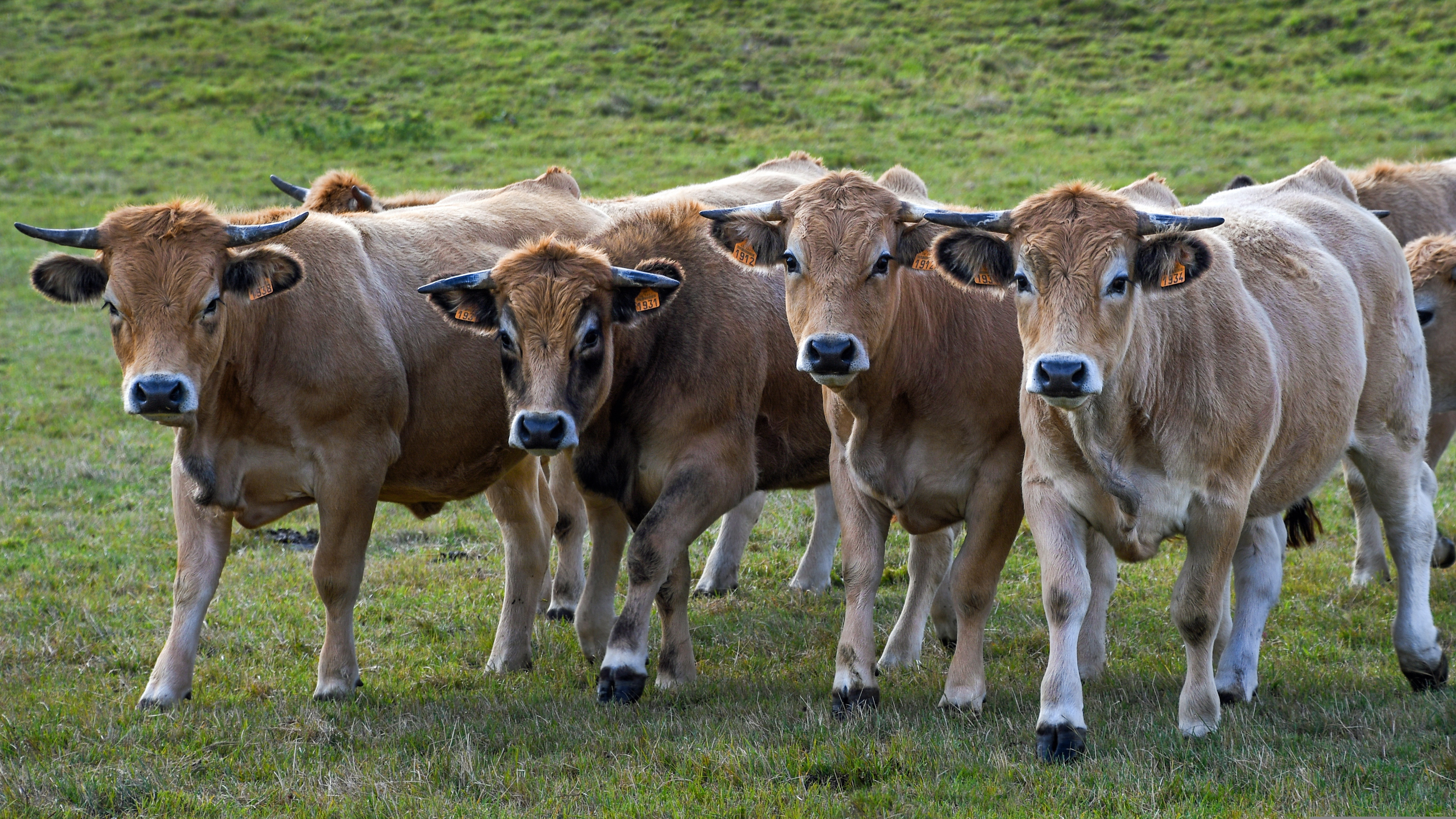 DERMATITE NODULARE CONTAGIOSA - INDICAZIONI AGGIORNATE SULLE MOVIMENTAZIONI DA MACELLO DALLA SARDEGNA