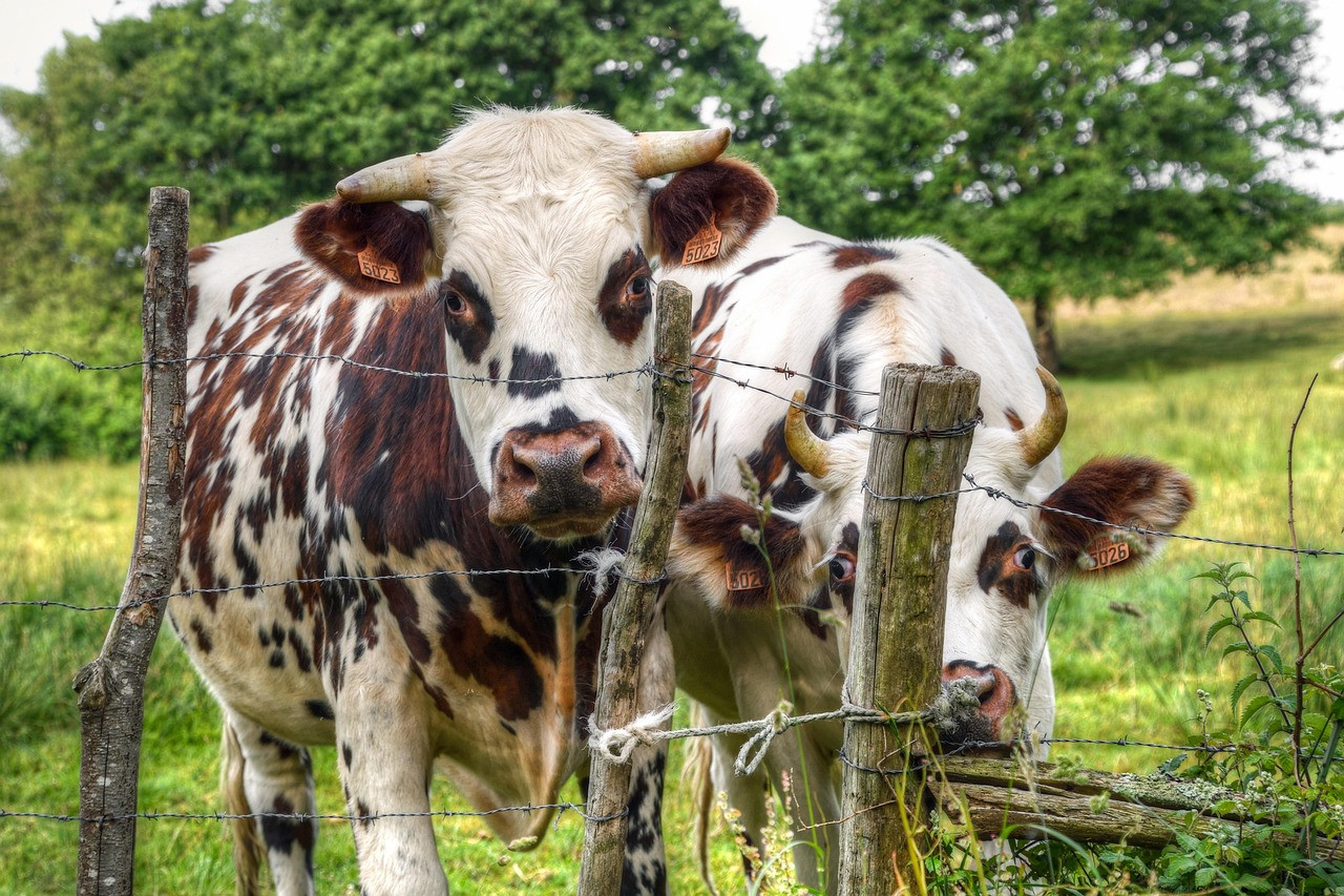 DERMATITE NODULARE CONTAGIOSA - AGGIORNAMENTO DELLE CONDIZIONI PER L'INTRODUZIONE IN ITALIA DI BOVINI PROVENIENTI DALLE ZONE DI VACCINAZIONE DELLA FRANCIA