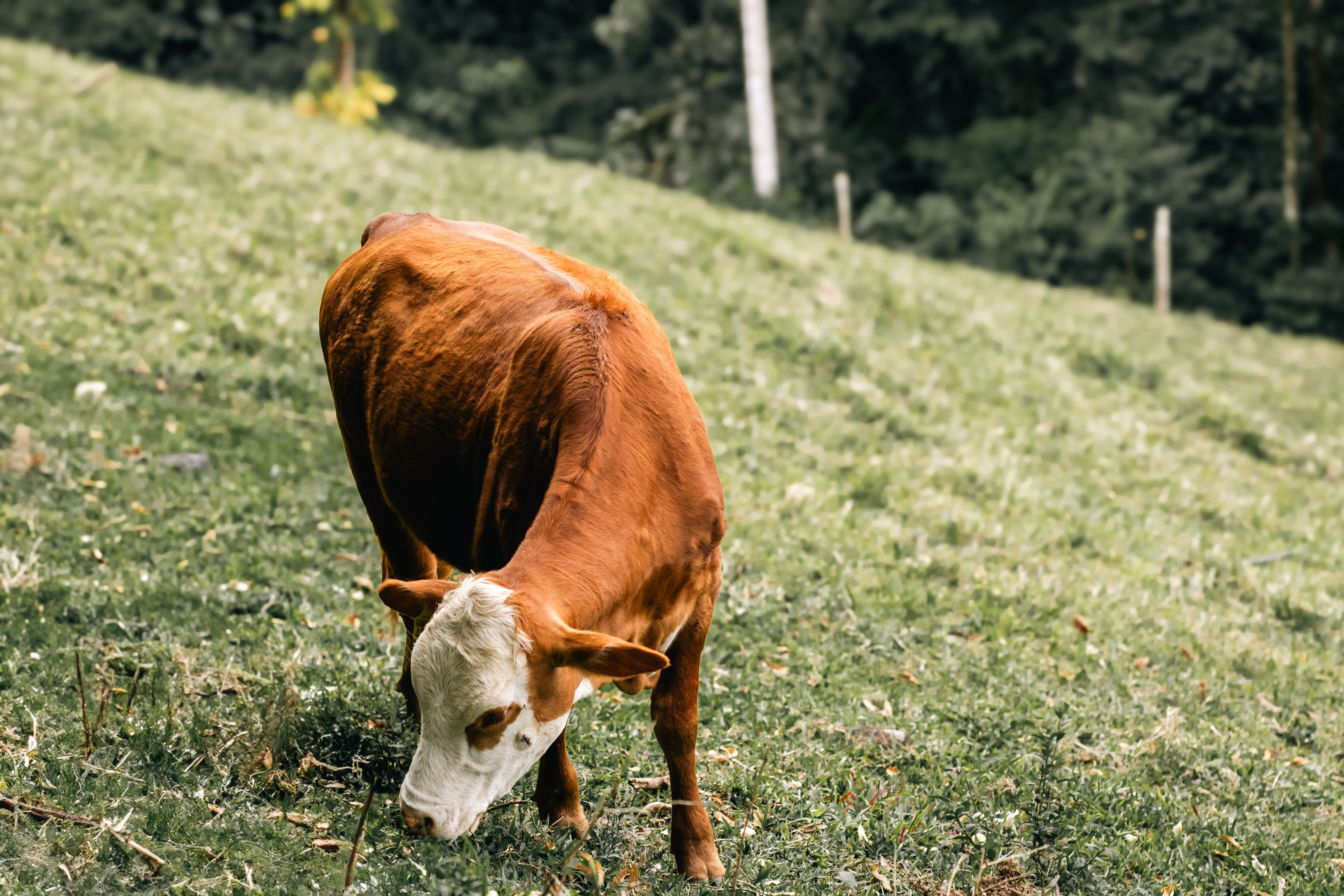 COMPETITIVIT&Agrave;, SOSTENIBILIT&Agrave;, BENESSERE ANIMALE E VALORIZZAZIONE DEL PROPRIO RUOLO STRATEGICO: TUTTI GLLI ELEMENTI CONTENUTI NEL PIANO STRATEGICO EUROPEO PER IL SETTORE ZOOTECNICO DELLA CE PRESTO IN PUBBLICAZIONE
