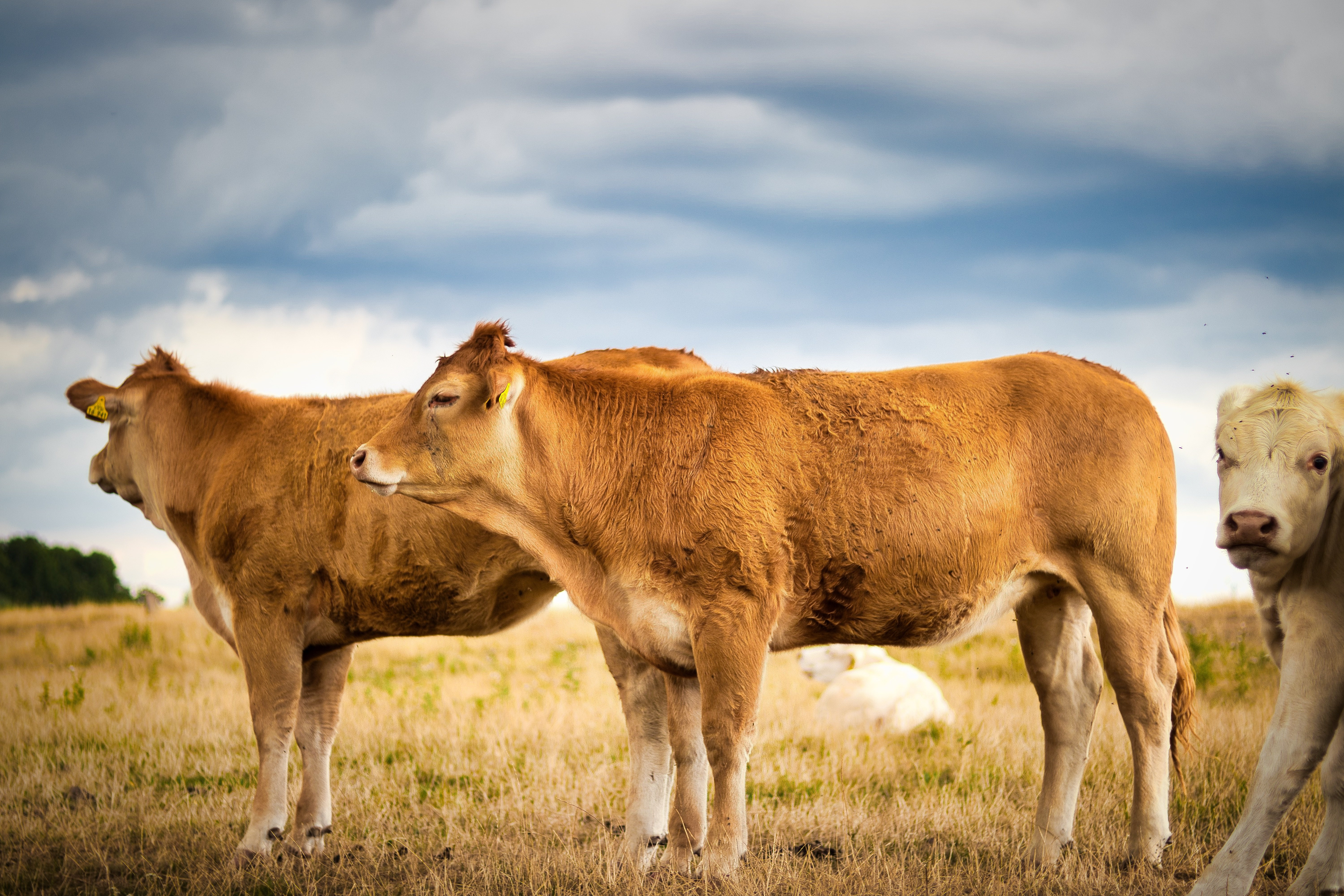 DERMATITE NODULARE CONTAGIOSA - NUOVO FOCOLAIO IN PROVINCIA DI ORISTANO