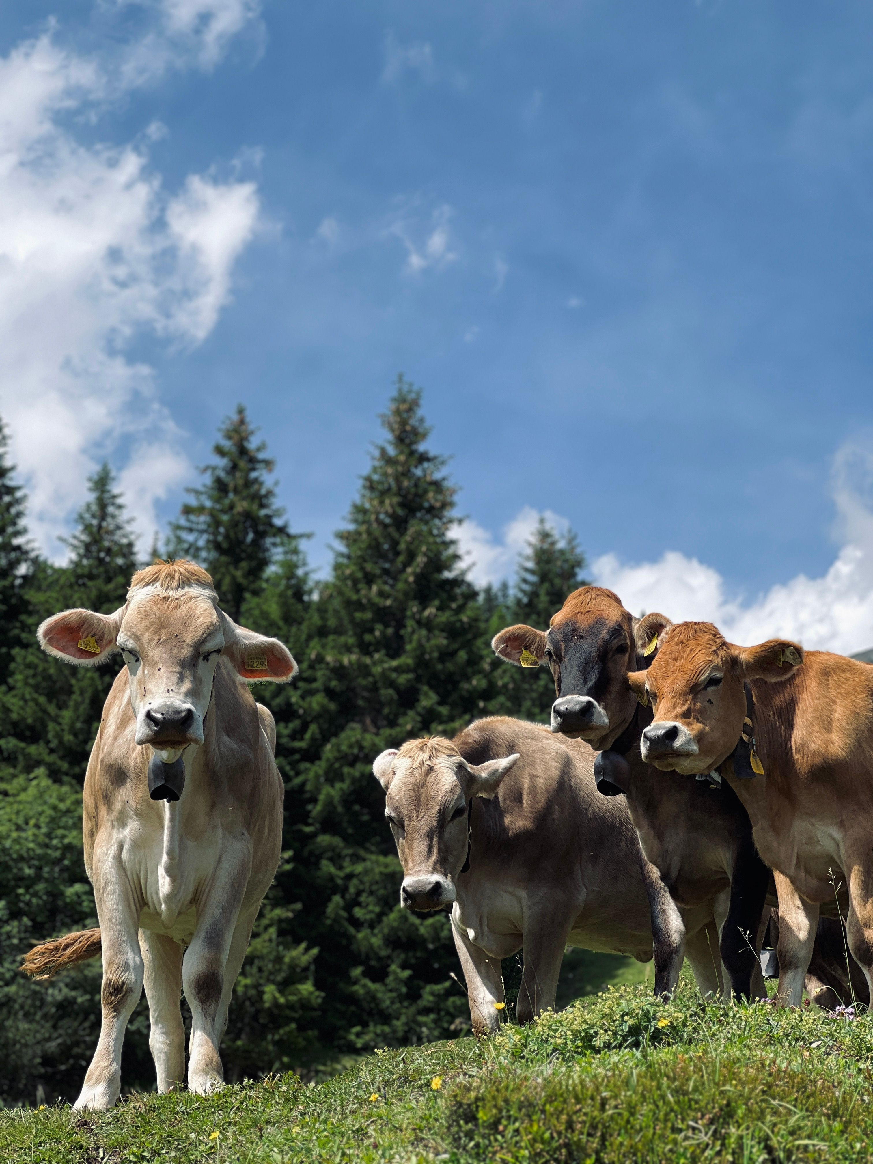 FAO: APPROVATO IL PIANO D'AZIONE GLOBALE PER LA TRASFORMAZIONE SOSTENIBILE DEL SETTORE ZOOTECNICO