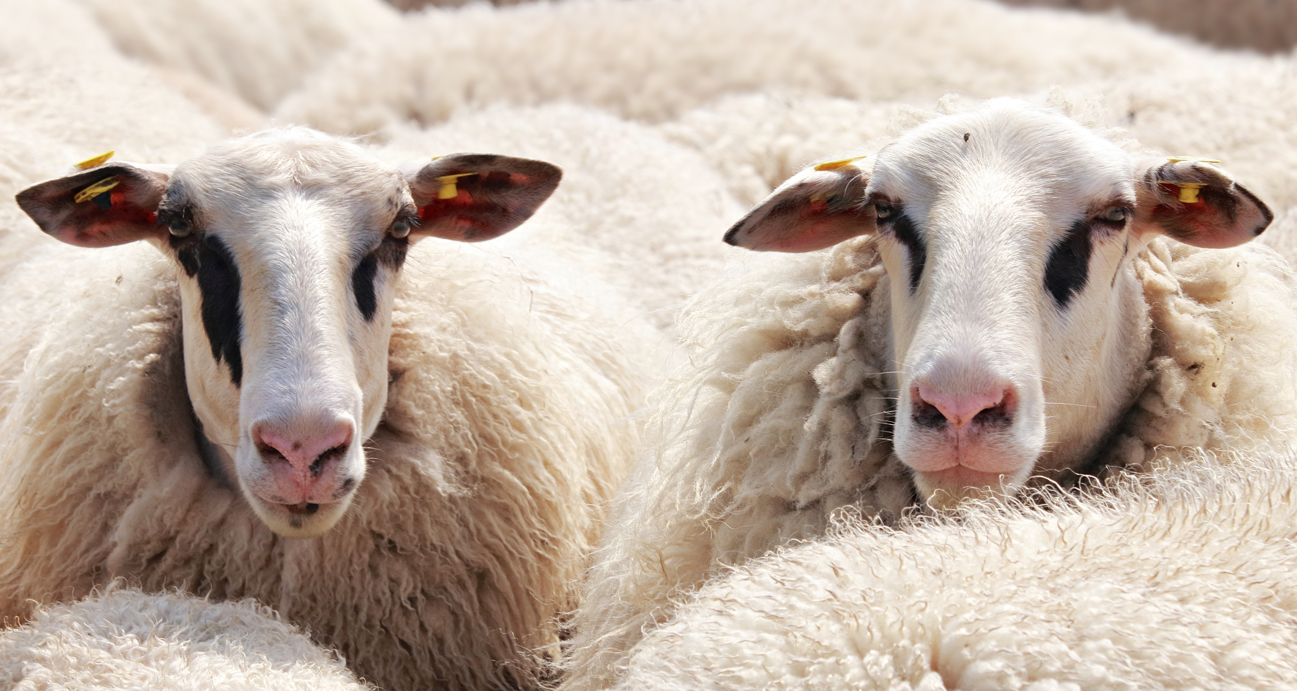 ESPORTAZIONE ANIMALI VIVI VERSO L'AZERBAIGIAN - RAFFORZAMENTO MISURE PER RISCHIO EPIZOOTICO
