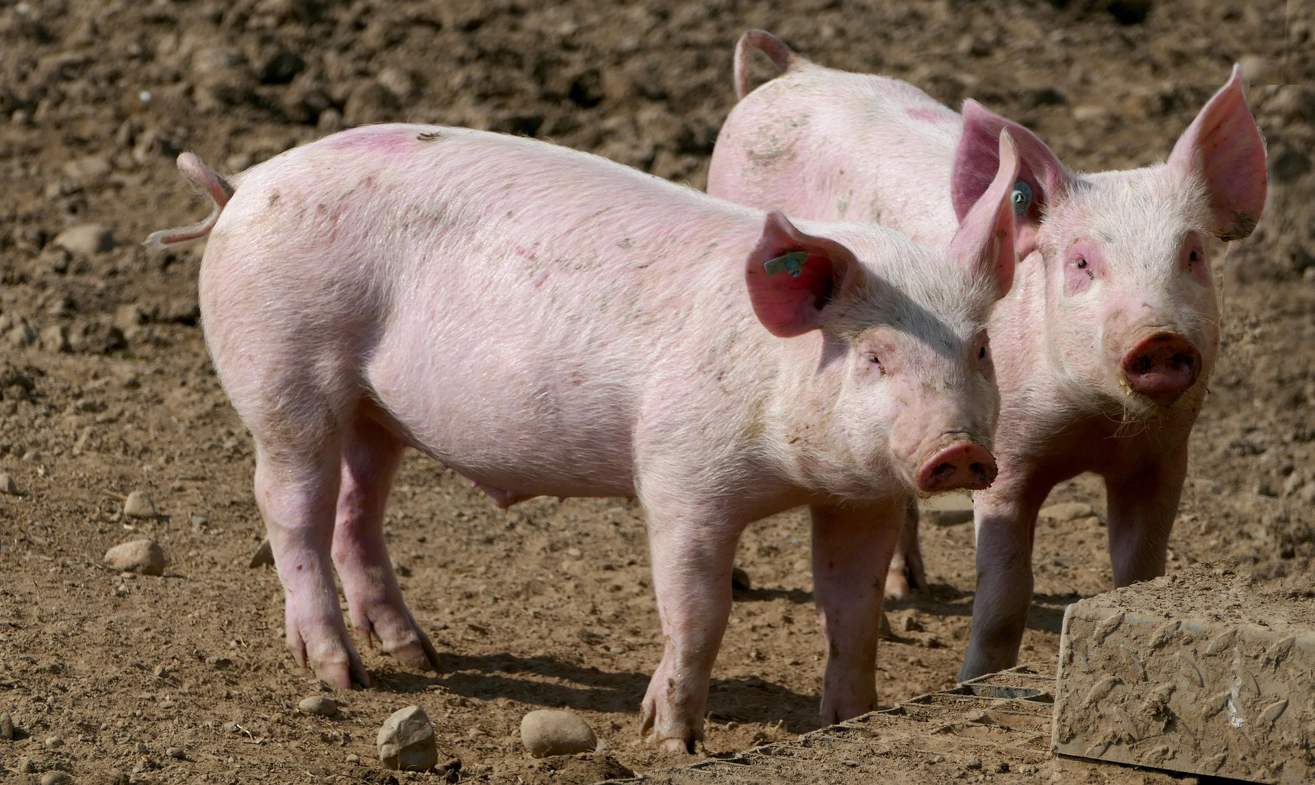 DENOMINAZIONI DOP E IGP: PUBBLICATA IN GAZZETTA LA PROPOSTA DI MODIFICHE ORDINARIE PER IL DISCIPLINARE DI PRODUZIONE DEL PROSCIUTTO VENETO BERICO-EUGANEO (DOP) E UFFICIALIZZATA L'ISCRIZIONE DEL CAPOCOLLO DI MARTINA FRANCA (IGP) NEL REGISTRO UE DELLE INDIC