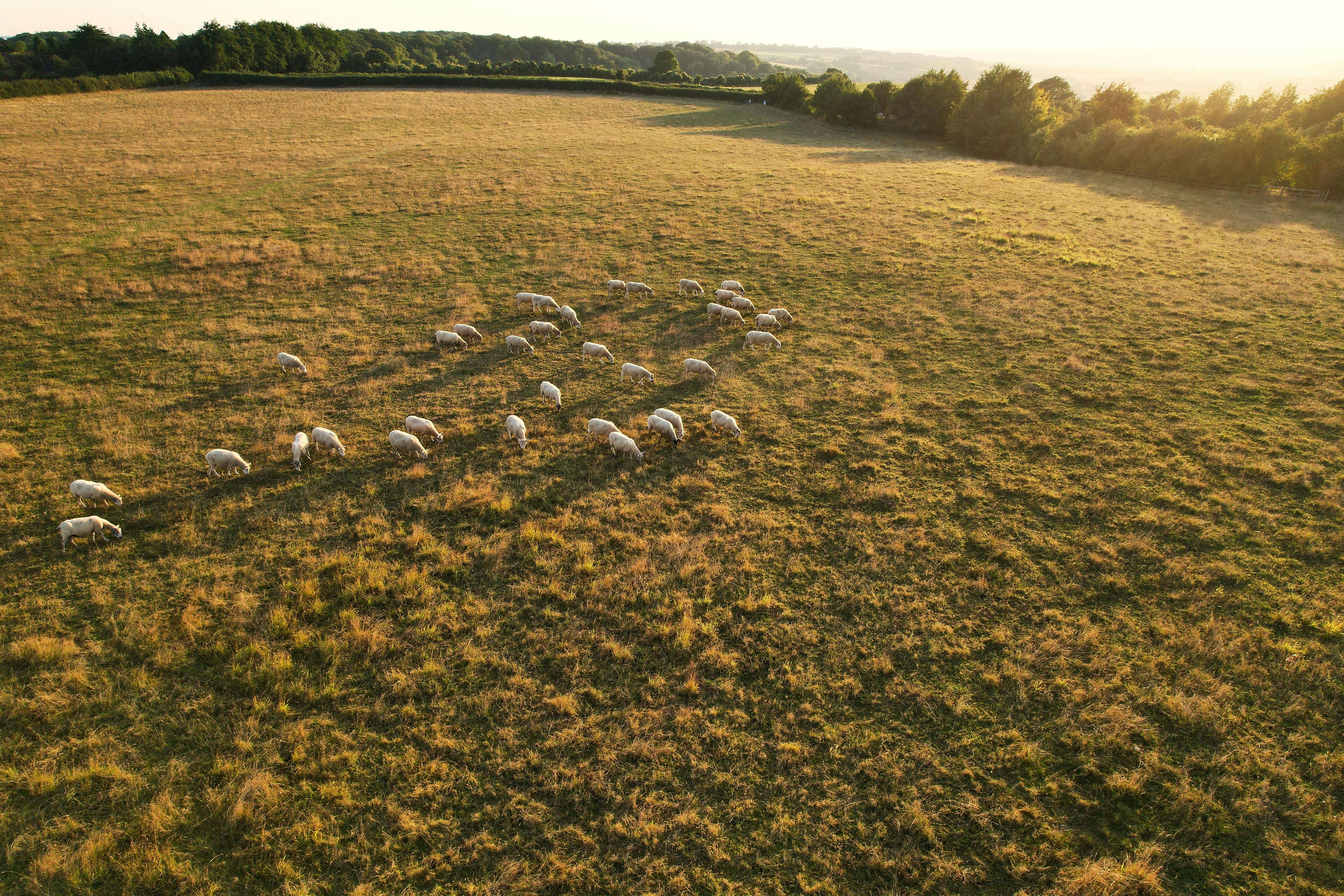 PROGRAMMAZIONE PAC 2023-2027: ELEMENTI DI SEMPLIFICAZIONE IN ATTO E RICHIESTA DI CONTRIBUTO PER LA RELAZIONE DI VALUTAZIONE ELABORATA DAL CESE