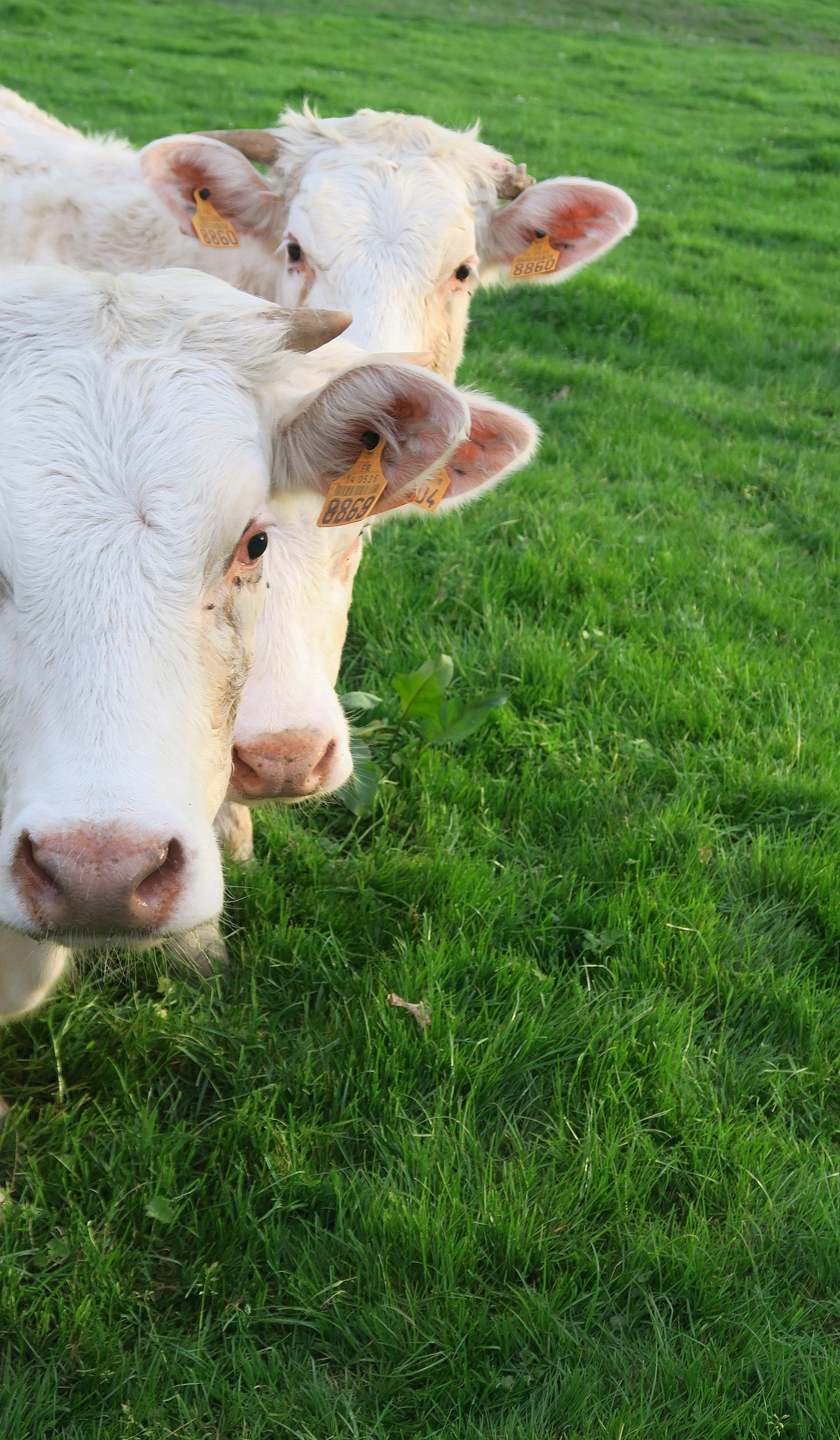 PRODUZIONE BIOLOGICA: ACCORDO TRA PARLAMENTO E CONSIGLIO UE SUL FUTURO QUADRO NORMATIVO IN MATERIA DI AGRICOLTURA BIOLOGICA